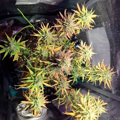 Purple Queen Automatic growlog timeline photo