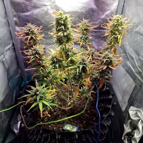 Purple Queen Automatic growlog timeline photo