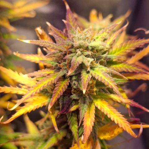 Purple Queen Automatic growlog timeline photo
