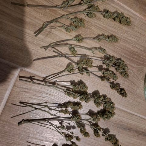 Purple Queen Automatic growlog timeline photo