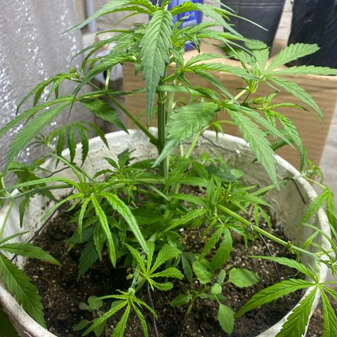 Alzheimer EXOTIC  growlog photo: Poda lsd