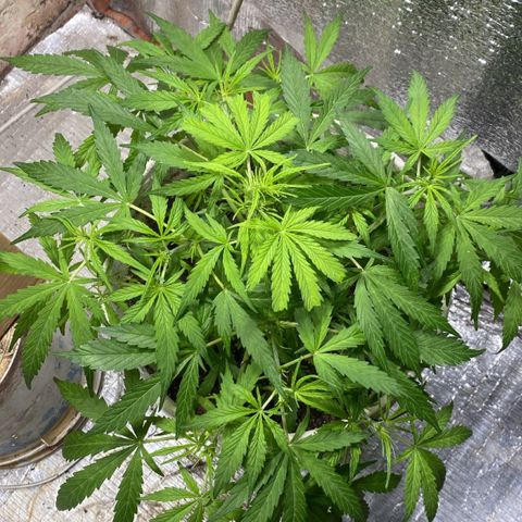 Alzheimer EXOTIC  growlog timeline photo