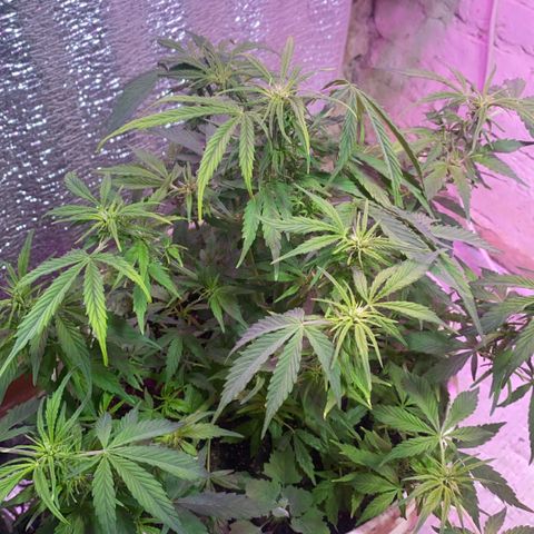 Alzheimer EXOTIC  growlog photo: Aprox. 10 dias de floracion