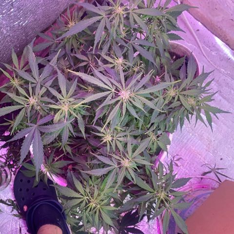 Alzheimer EXOTIC  growlog timeline photo
