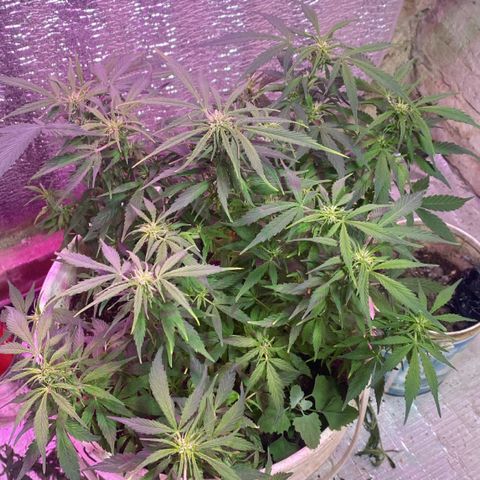 Alzheimer EXOTIC  growlog timeline photo