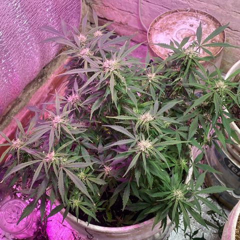 Alzheimer EXOTIC  growlog timeline photo