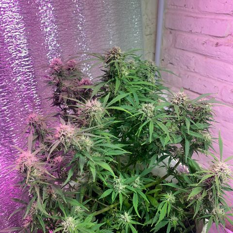 Alzheimer EXOTIC  growlog timeline photo