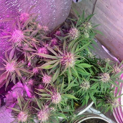 Alzheimer EXOTIC  growlog timeline photo