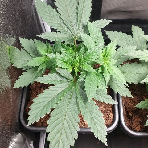 Sherbet Queen growlog timeline photo