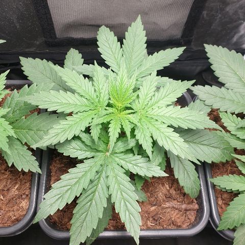 Sherbet Queen growlog timeline photo