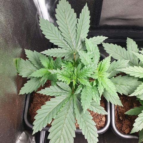 Sherbet Queen growlog timeline photo