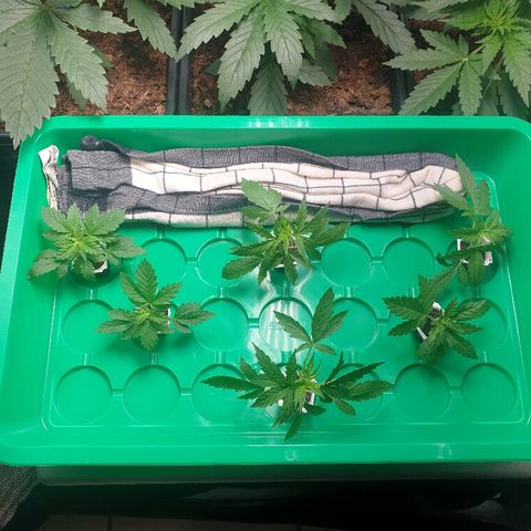 Sherbet Queen growlog photo: Coupé sur tout les plants les branches du bas pour faire des boutures