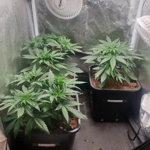 Sherbet Queen growlog photo: Lancement de la floraison 