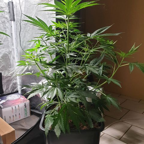 Sherbet Queen growlog timeline photo