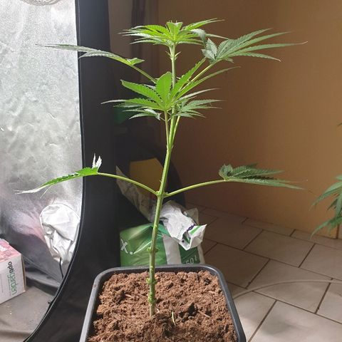 Sherbet Queen growlog timeline photo