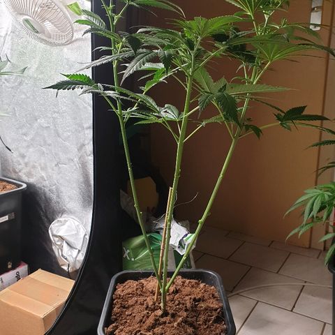 Sherbet Queen growlog timeline photo