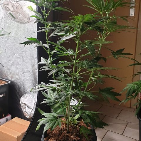 Sherbet Queen growlog timeline photo
