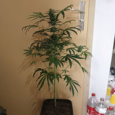 Sherbet Queen growlog timeline photo