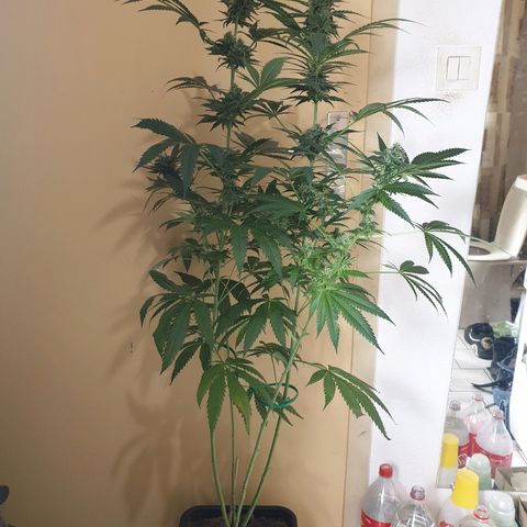 Sherbet Queen growlog timeline photo