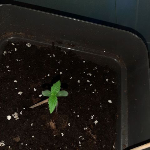 Sensi skunk auto growlog timeline photo