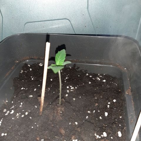 Sensi skunk auto growlog timeline photo