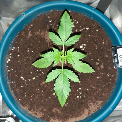 Sensi skunk auto growlog timeline photo