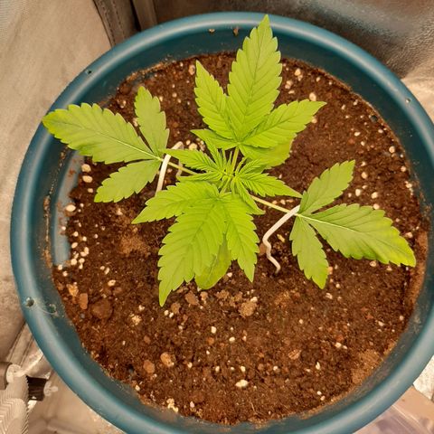 Sensi skunk auto growlog timeline photo