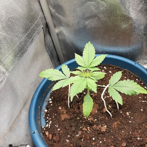 Sensi skunk auto growlog timeline photo