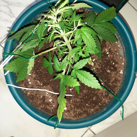 Sensi skunk auto growlog photo: Praticato lst ore 14.30