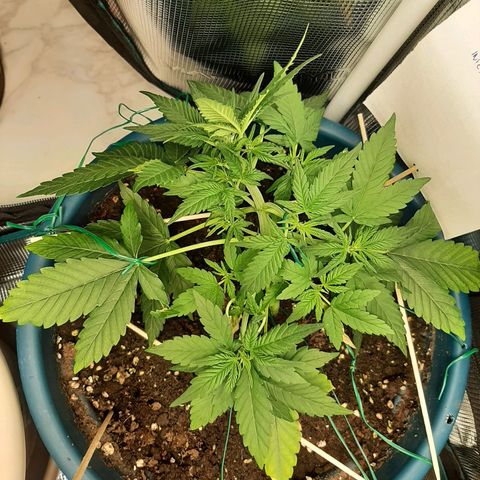 Sensi skunk auto growlog timeline photo