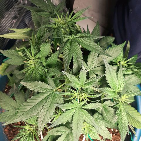 Sensi skunk auto growlog timeline photo