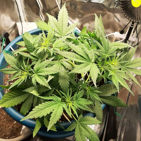 Sensi skunk auto growlog timeline photo