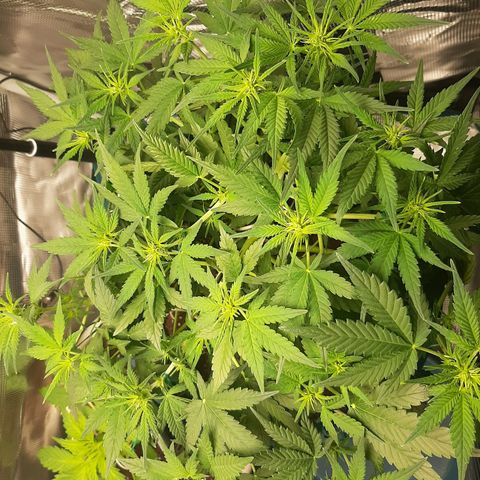 Sensi skunk auto growlog photo: Ore 6