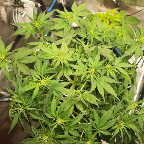 Sensi skunk auto growlog photo: Ore 21