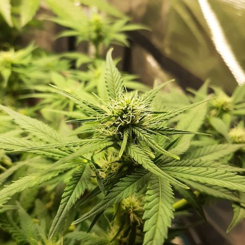 Sensi skunk auto growlog photo: Ore 6