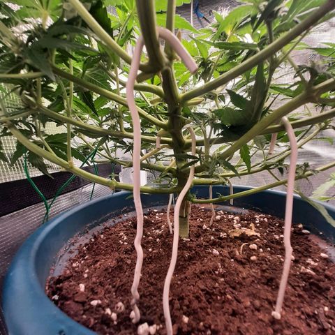 Sensi skunk auto growlog photo: Ore 6