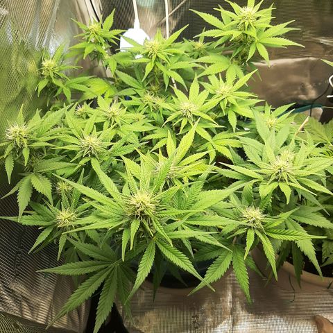 Sensi skunk auto growlog timeline photo