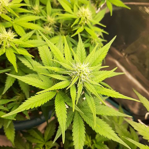 Sensi skunk auto growlog photo: Ore 6