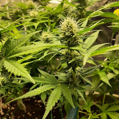 Sensi skunk auto growlog photo: Ore 6