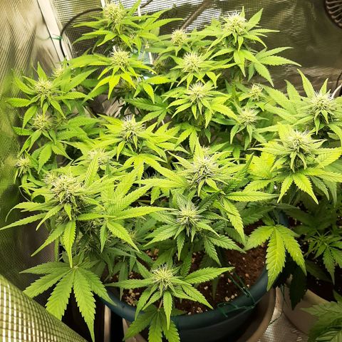 Sensi skunk auto growlog photo: Ore 6