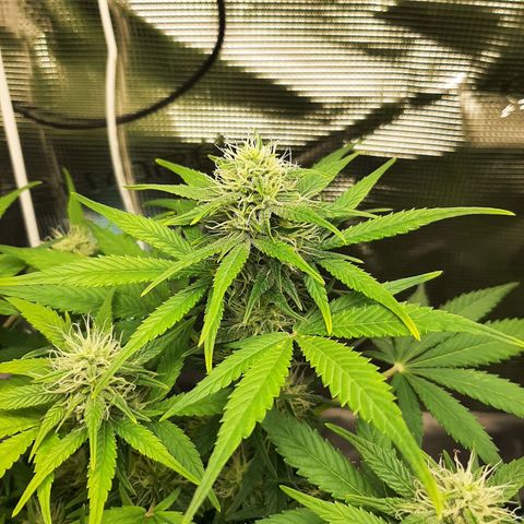 Sensi skunk auto growlog photo: Ore 6