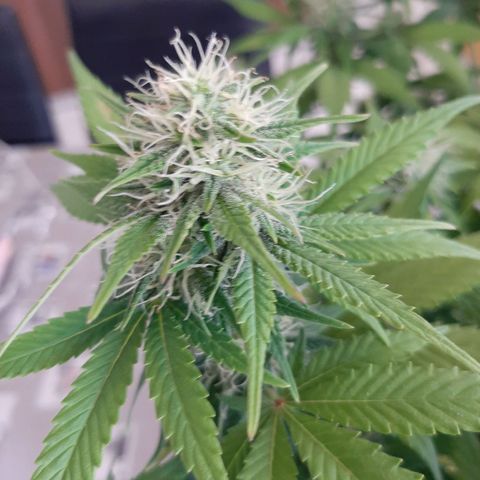 Sensi skunk auto growlog timeline photo