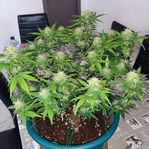 Sensi skunk auto growlog timeline photo