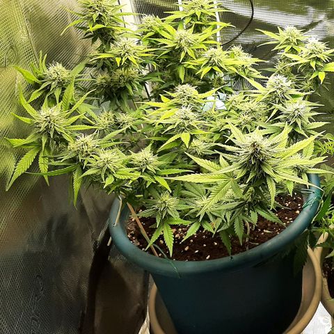 Sensi skunk auto growlog photo: Ore 21