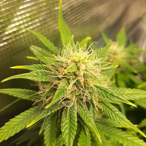 Sensi skunk auto growlog photo: Ore 6