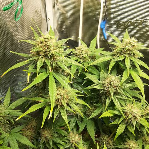 Sensi skunk auto growlog photo: Ore 21