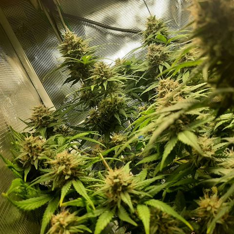 Sensi skunk auto growlog timeline photo