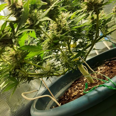 Sensi skunk auto growlog photo: Primo test. Tricomi bianco latte