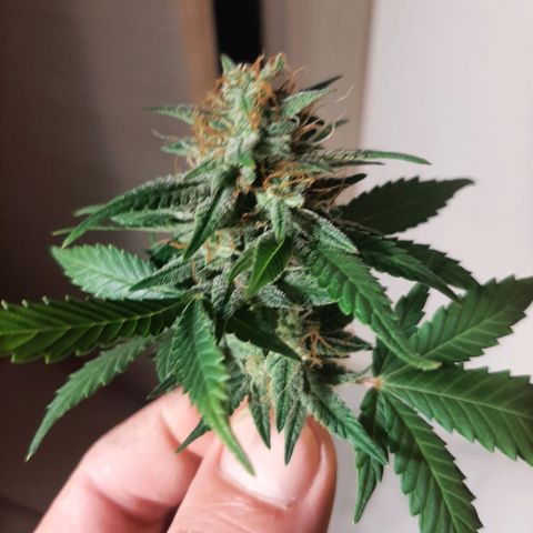 Sensi skunk auto growlog timeline photo