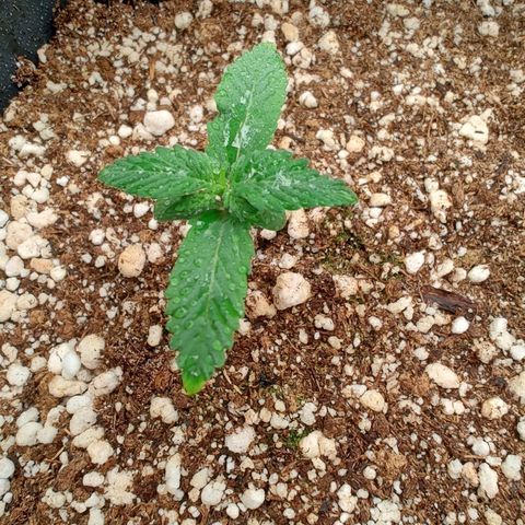 OG Kush Auto #1 growlog timeline photo